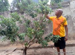 What really matters is the age of the wood if it is there are more varieties of apples than any other fruit, so an apple tree would be a good choice, and your local nursery could recommend a variety. Special Report How Nigerian Farmers Grow Apples Locally Amidst Harsh Weather Premium Times Nigeria