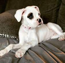 Mohawk Valley Boxer Puppies For Sale Boxer Puppies For Sale Boxer Puppies Boxer Puppies Near Me Boxer Puppy For Sale