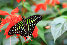 Cameron highlands is home to a few cactus gardens that are found within the tanah rata and tringkap area. 108 Butterfly Farm Cameron Highlands Bob Lawlor Flickr