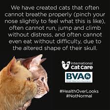 Severe Brachycephalic In Persian And Related Breeds International Cat Care