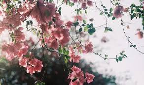 35 Beautiful Mobile Wallpapers About Plants In 2020 Plants Flowers Nature Pretty Flowers