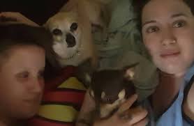 My little family of Chihuahuas. Mum