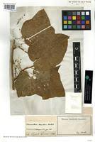 Image result for Chasmanthera dependens