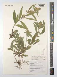 Image result for Phaulopsis sangana