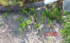 Check spelling or type a new query. Hostas Which Hostas Spread By Rhizomes 1 By Violaann