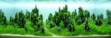 I had problems with editing this video. The Top 10 Most Beautiful Freshwater Aquascapes Of 2012 Fpsbutest
