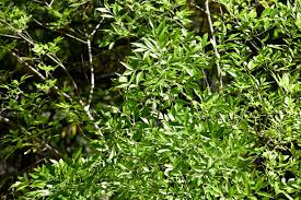 Image result for Fraxinus velutina
