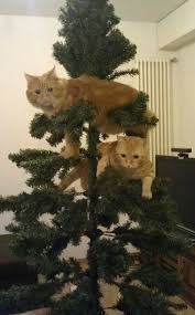 And Of Course If All Else Fails Decorate With Things You Have Lying Around The House Christmas Cats Crazy Cats Cats