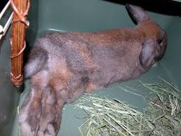 Holland Lop Size Binkybunny