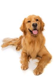 A Golden Retriever Dog Laying Down Goldenretriever Golden Retriever Dogs Golden Retriever Retriever