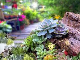 Can succulent plants grow yellow flowers? Succulent Garden Design Planning Growing And Care Of Succulent Garden Plants