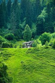 We did not find results for: Beautiful Pictures Of Nature House Between Green Trees House In A Forest Background 681x1024 Wallpaper Teahub Io