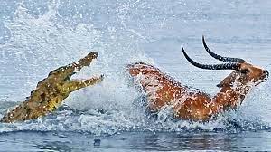 High Speed Crocodile Attacks Buck, Incredible Escape | crocodile, Cervidae  | Epic moment a crocodile's attack fails in a close call for this buck that  was lucky to survive! | By Roaring
