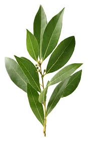 Image result for bay leaf bush foto