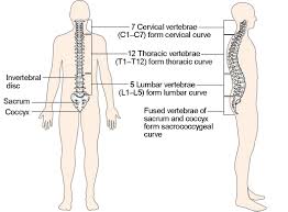 Human backbone diagram, bone, human backbone diagram. The Vertebral Column Anatomy And Physiology I
