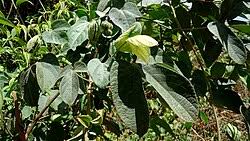 Image result for Dalechampia