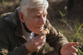 1,600+ Hunter Walking In The Woods Stock Photos, Pictures & Royalty-Free  Images