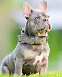 It occurs due to the same dilution gene that causes a blue hue of hair. Lilac French Bulldog Stud Emperor French Bulldogs La