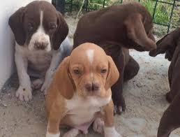 Turkish Pointer Tarsus Catalburun Av Kopegi Home Facebook