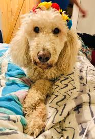 Bx ranch dog park is a great place