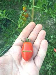 Image result for tomato Datterino