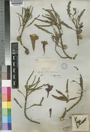 Image result for Pterodiscus angustifolius