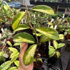 Image result for hoya multiflora
