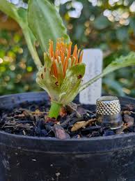 Image result for Scadoxus membranaceus