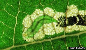 Image result for Stigmella ulmariae