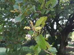 Image result for Combretum imberbe