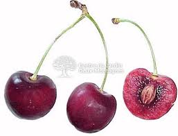Le cerisier une fois formé : Cerisier Autosterile Bing Sucre Cerisier Cherry Tree Nos Vegetaux Jardin2m