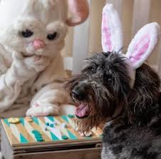 Profile for Pause Dog Boutique