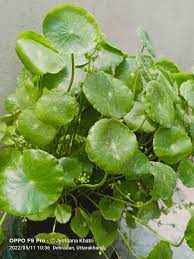 Image result for Hydrocotyle mannii