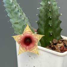 Image result for Huernia zebrina