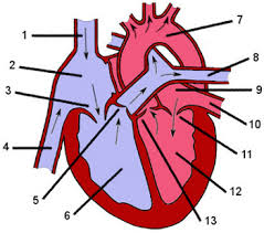 (c) mention two structural differences between 1 and 2. Free Anatomy Quiz The Anatomy Of The Heart Quiz 1