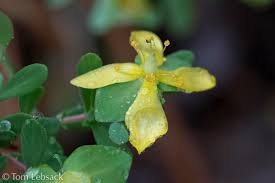 Image result for Triaspis hypericoides