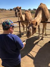Echa un vistazo a los 133 vídeos y fotos de oasis camel dairy que han tomado los miembros de tripadvisor. Feeding Apple Slices To The Camels Picture Of Oasis Camel Dairy Ramona Tripadvisor
