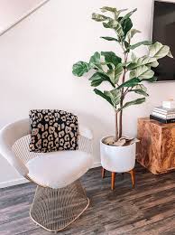 Maybe you would like to learn more about one of these? Faux Fiddle Fig Leaf Tree Fashion Jackson