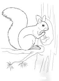 Coloring book little baby skunk sitting. Wild Animals Coloring Pages 70 Images Free Printable