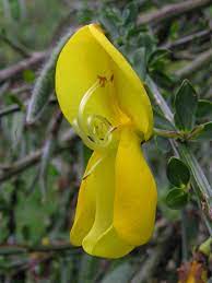 Broom Flower Symbolism Best Flower Wallpaper