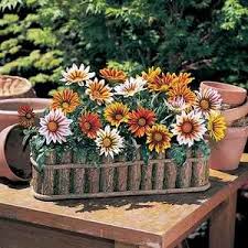 Maybe you would like to learn more about one of these? Gazania Tiger F1 Hybrid Mix Egmont Seed Company Ltd Online Seed Sales