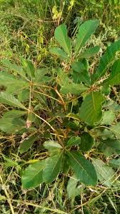 Image result for Vitex mombassae