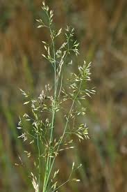 Image result for Agrostis quinqueseta