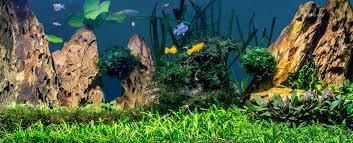 We have been selling live plants for many years. Checklist For Healthy Aquarium Water Tetra Advanced Fishkeeper Blog