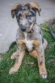 900 The Loyal Pets Ideas Pets The Loyal Puppies