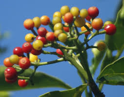 Image result for Psychotria capensis