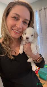 Maltese breeders, New Hampshire