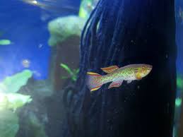 Pin On Killifish