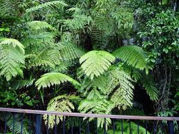 Image result for Cyathea capensis