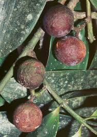 Image result for Nageia